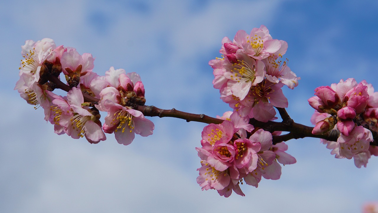 The Philosophy and Science of Preserving Biodiversity